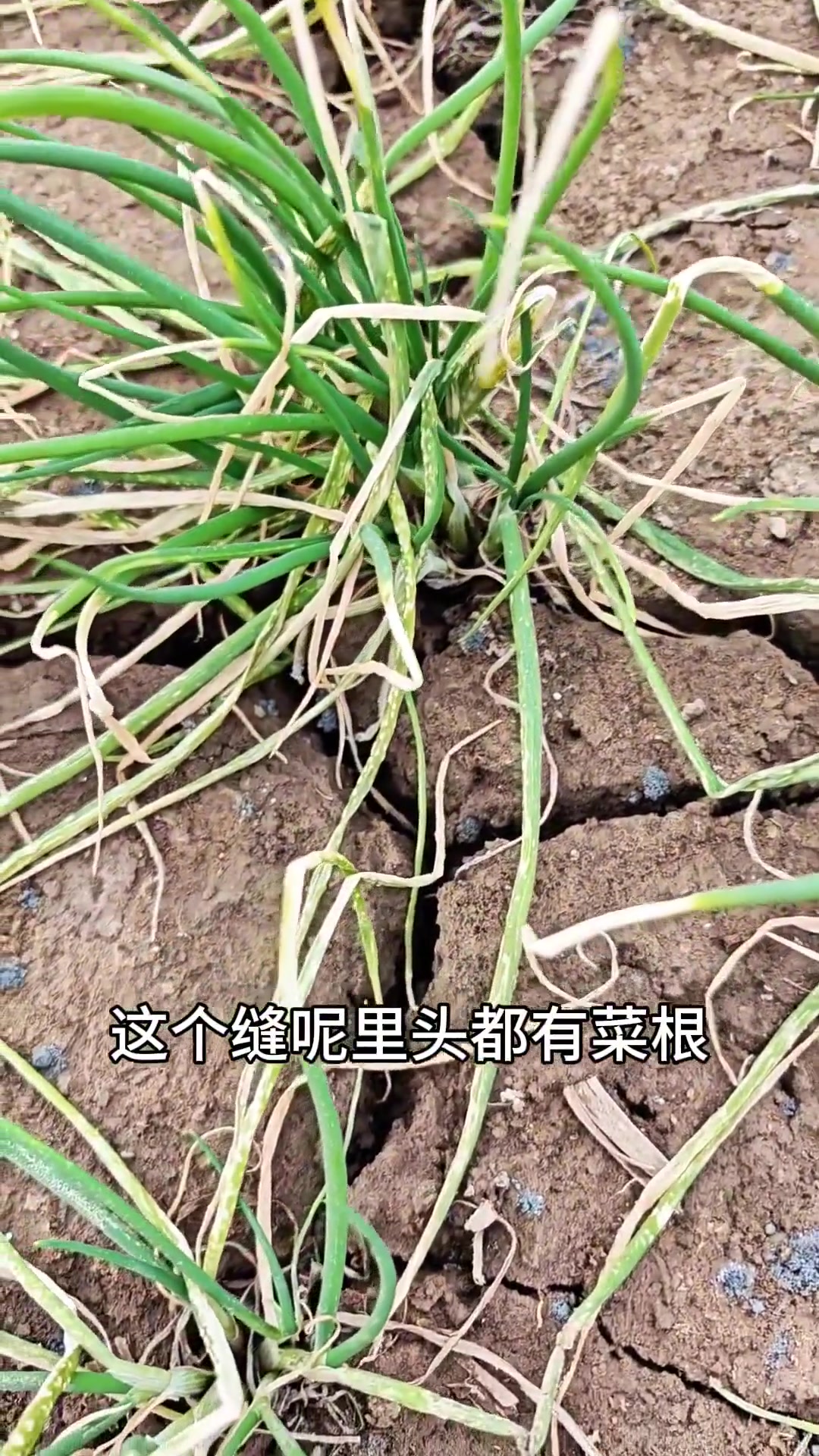 浇防冻水之后地有缝怎么办#浇菜浇地#蔬菜种植#种植小技巧 @生菜杨姐 @DOU+小助手