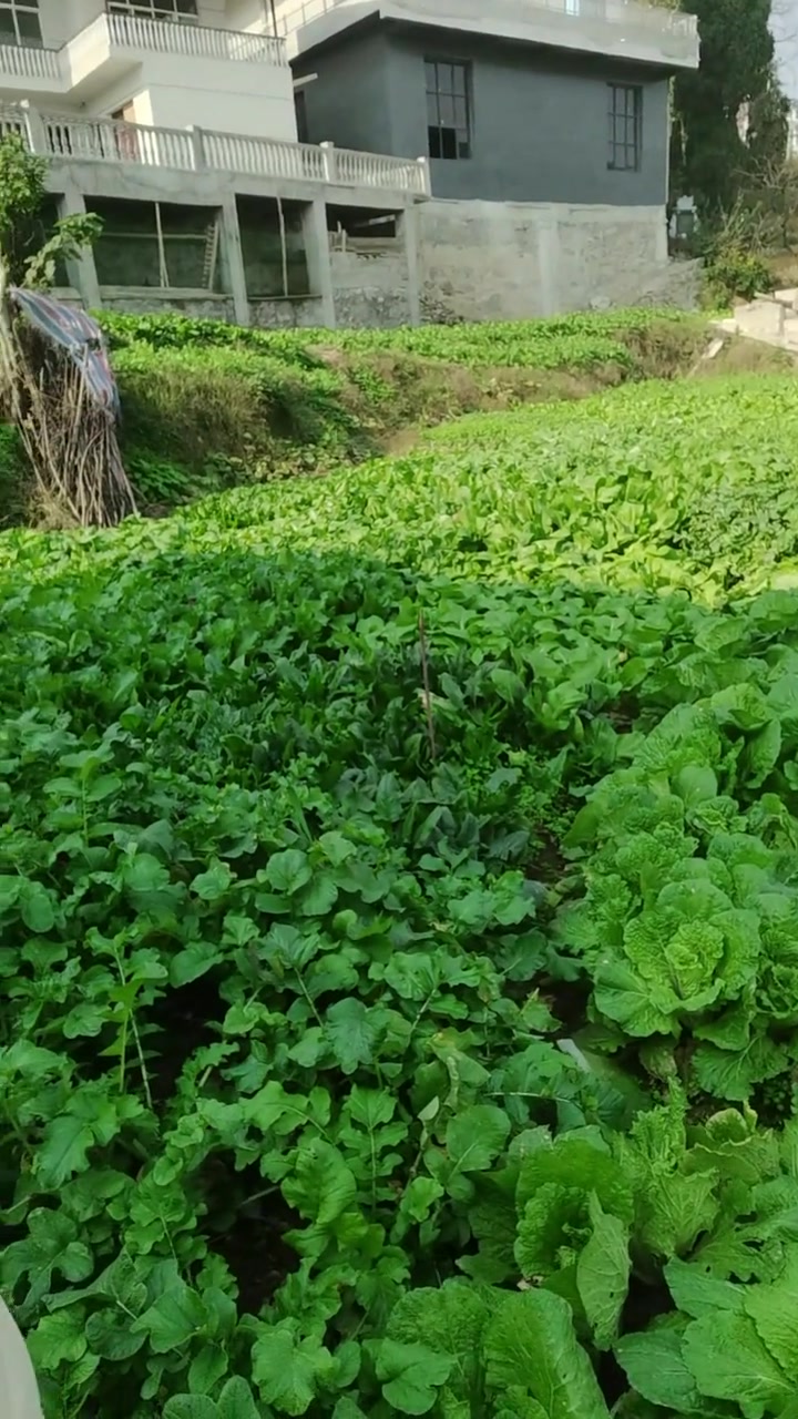 农村的无公害蔬菜！发给城市人羡慕一下