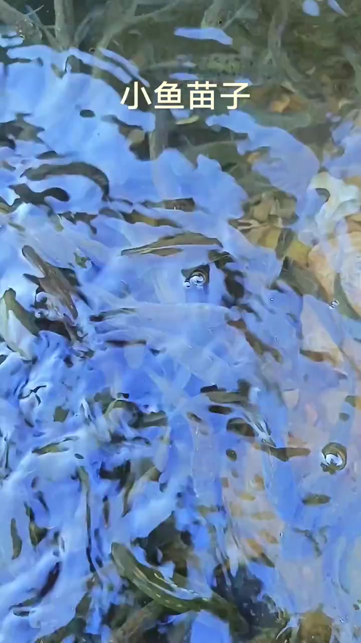 可爱灵动的鱼苗子!