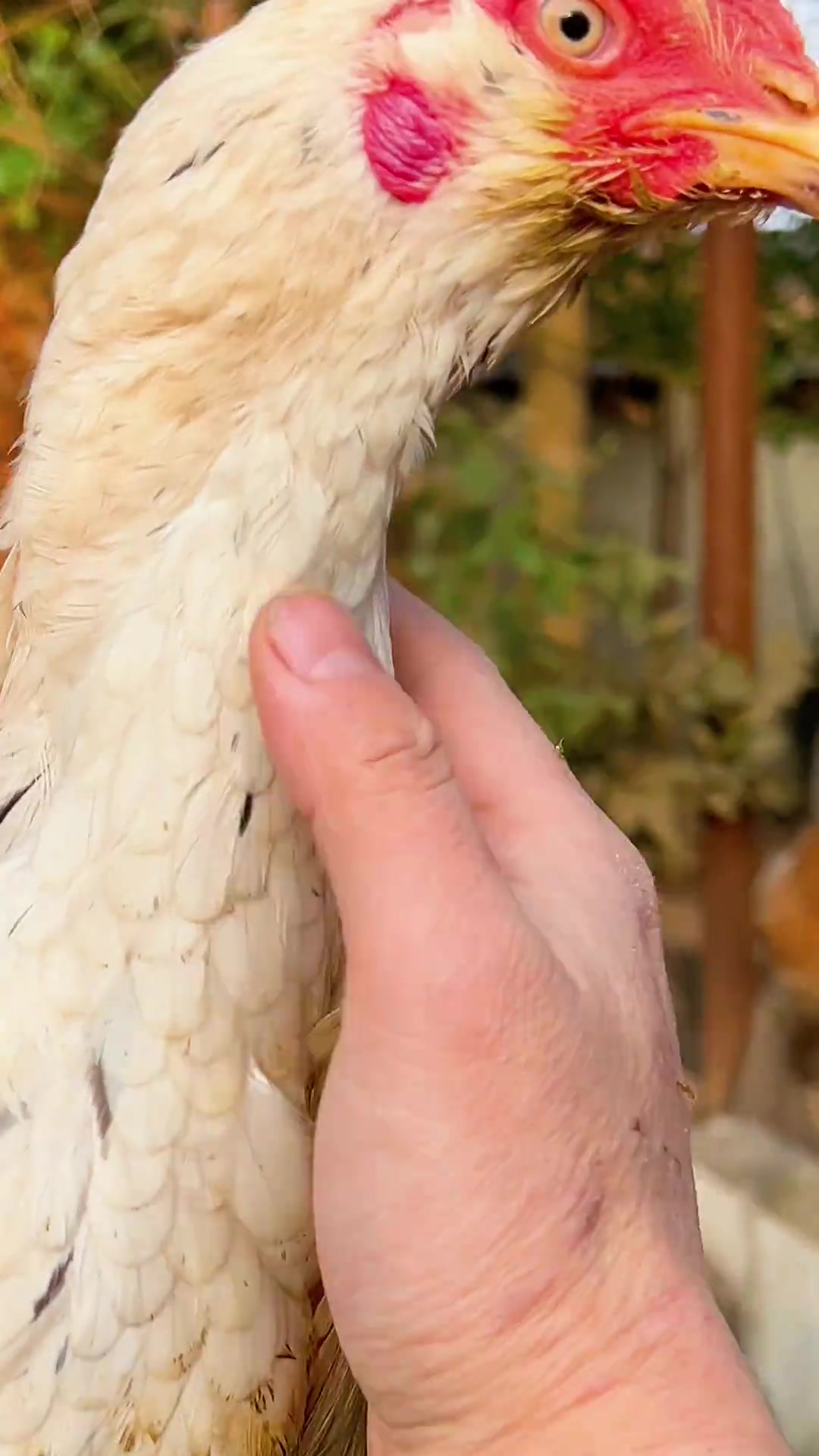 到手那一刻，觉得这六千多花的好值，泰国进口斗鸡