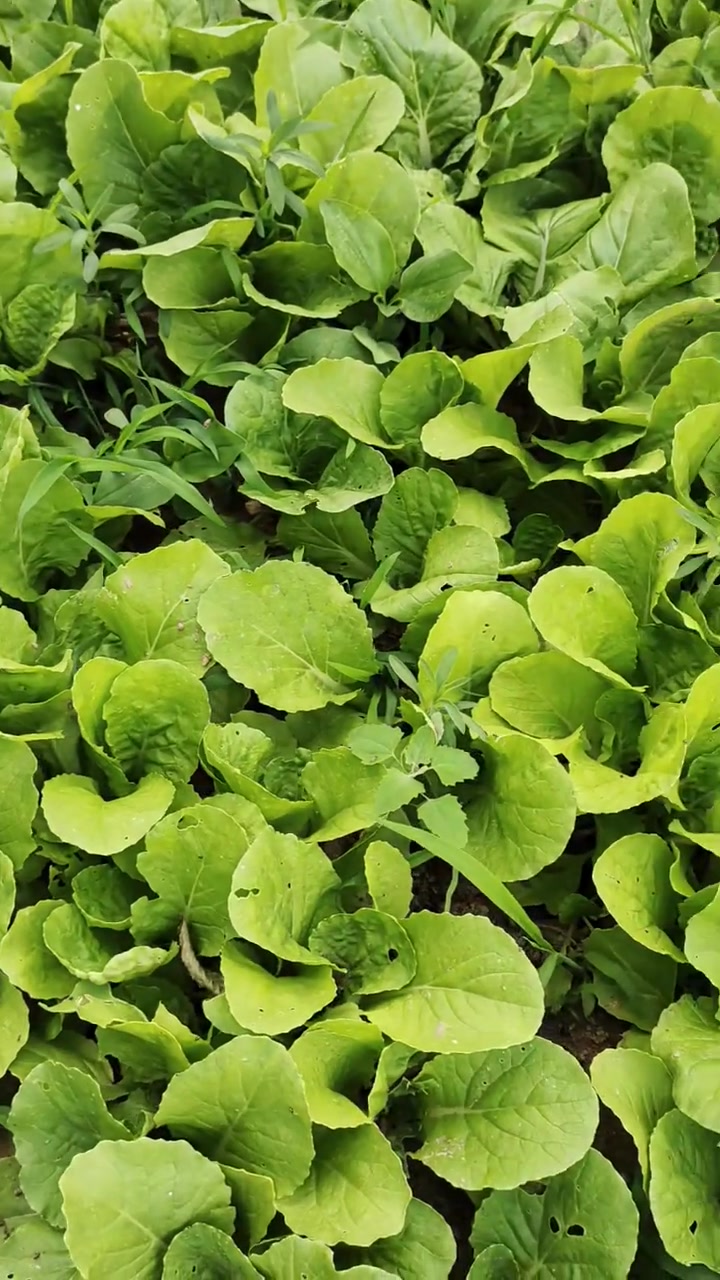 看看农村的小菜园儿