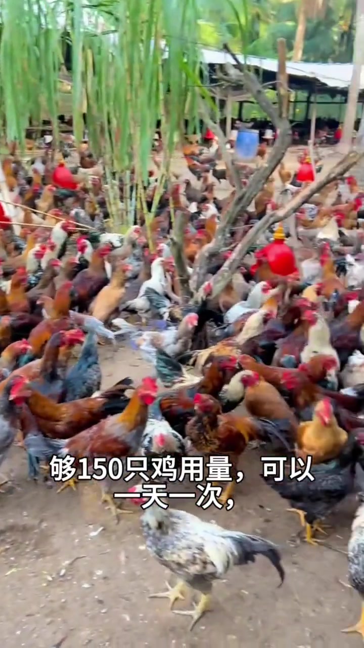 纯天然生态环境散养土鸡！