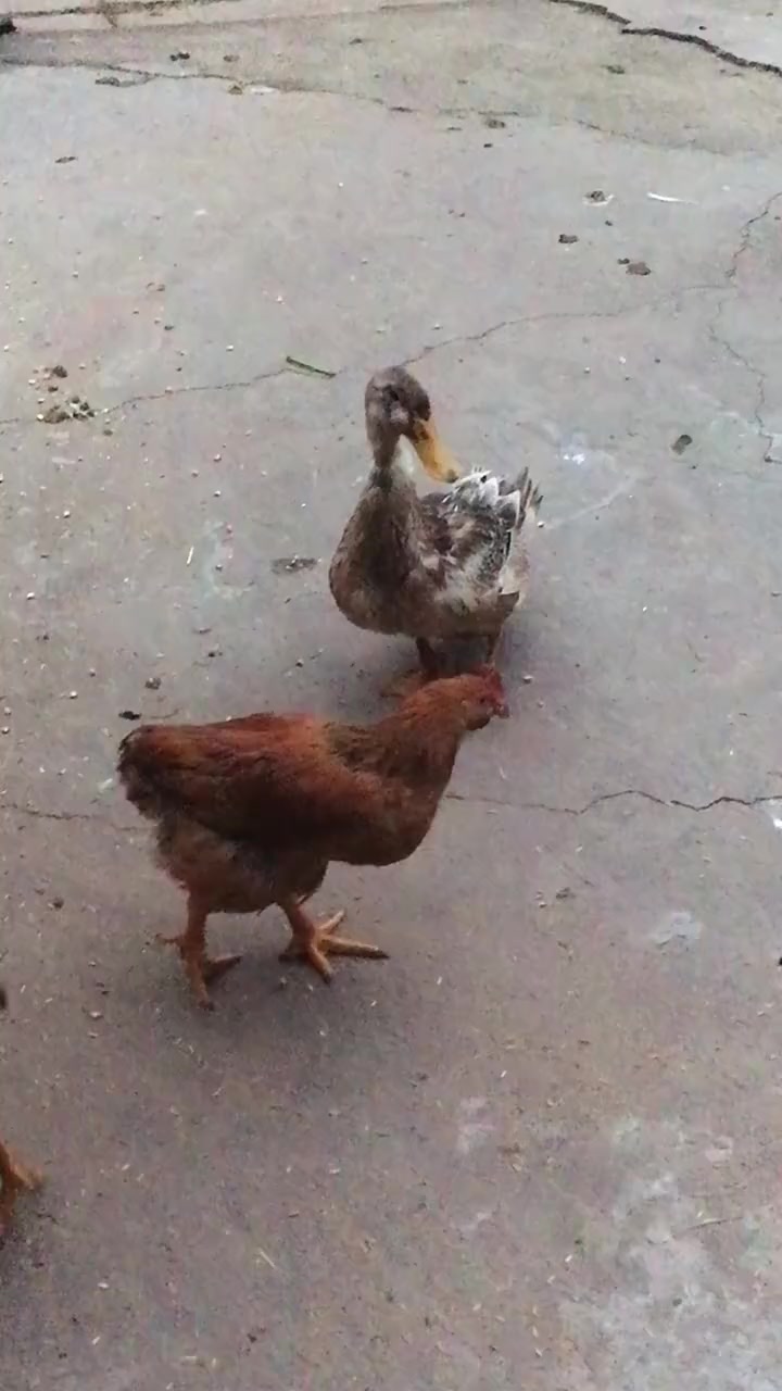 舌尖上的味道：黄豆烧鸭子