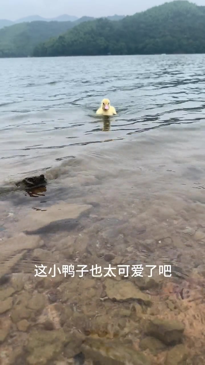 今天带小鸭子来游泳