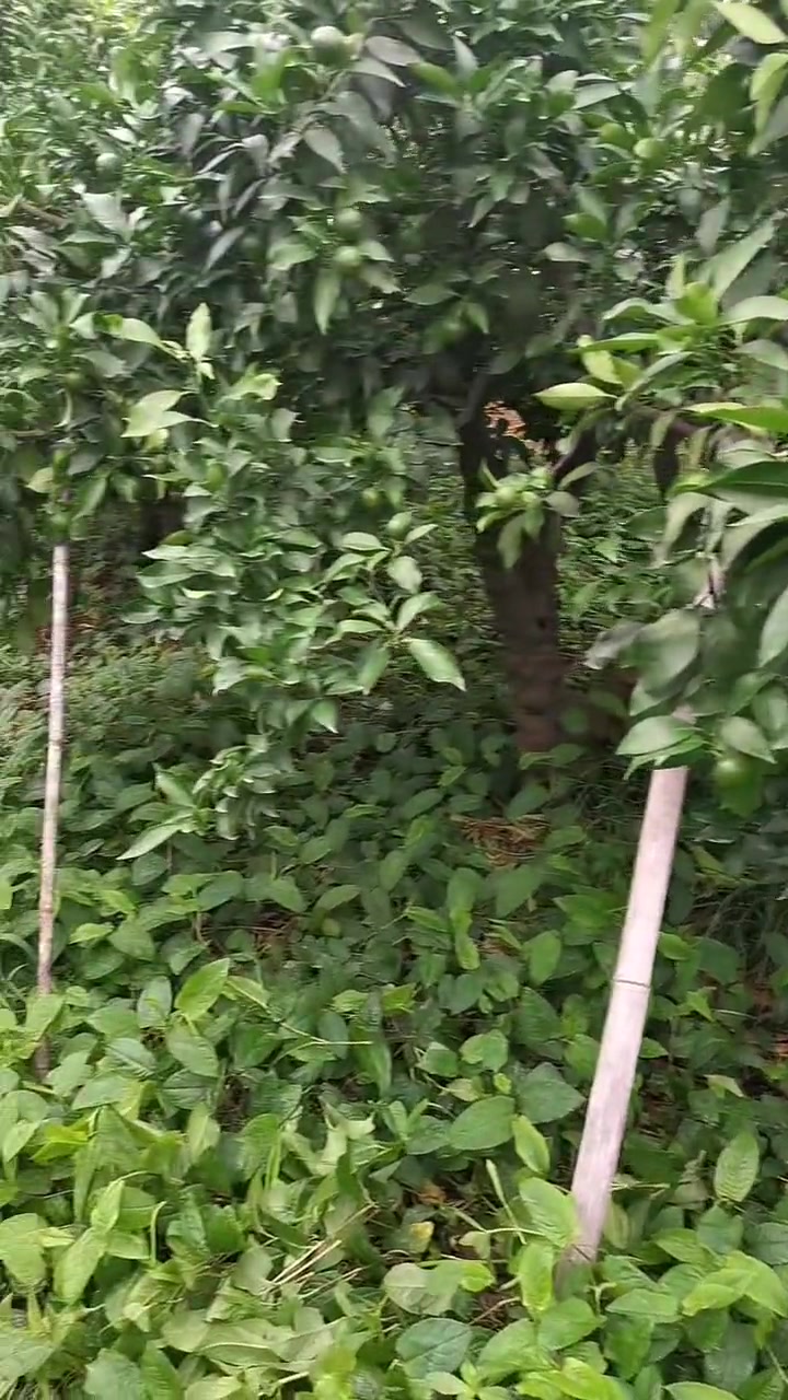 爱媛要分公母吗?有些大树接三百斤,有些50斤!