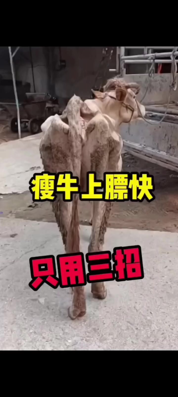 高效育肥，优质肉牛的养成！