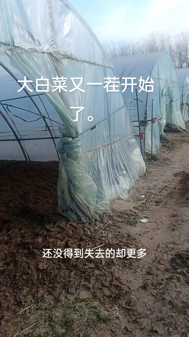 大棚蔬菜种植视频
