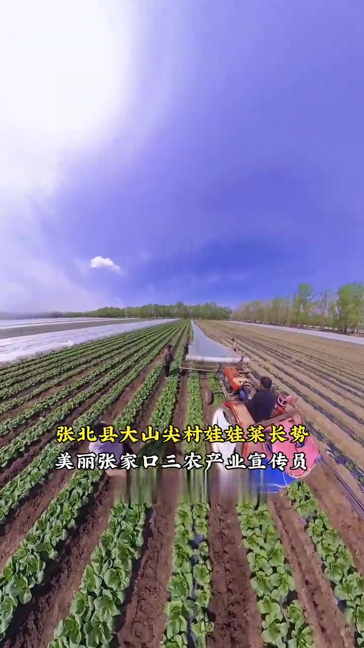 张北大山尖村蔬菜种植产地娃娃菜田间地头长势，张北大山尖村蔬菜种植产地娃娃菜田间地头长势