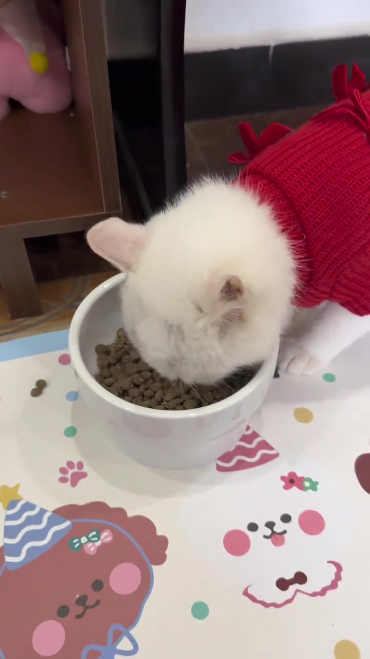 人，咪的新技能+1，猫粮和钢琴咪都懂！帮我看下小白是不是成精了
