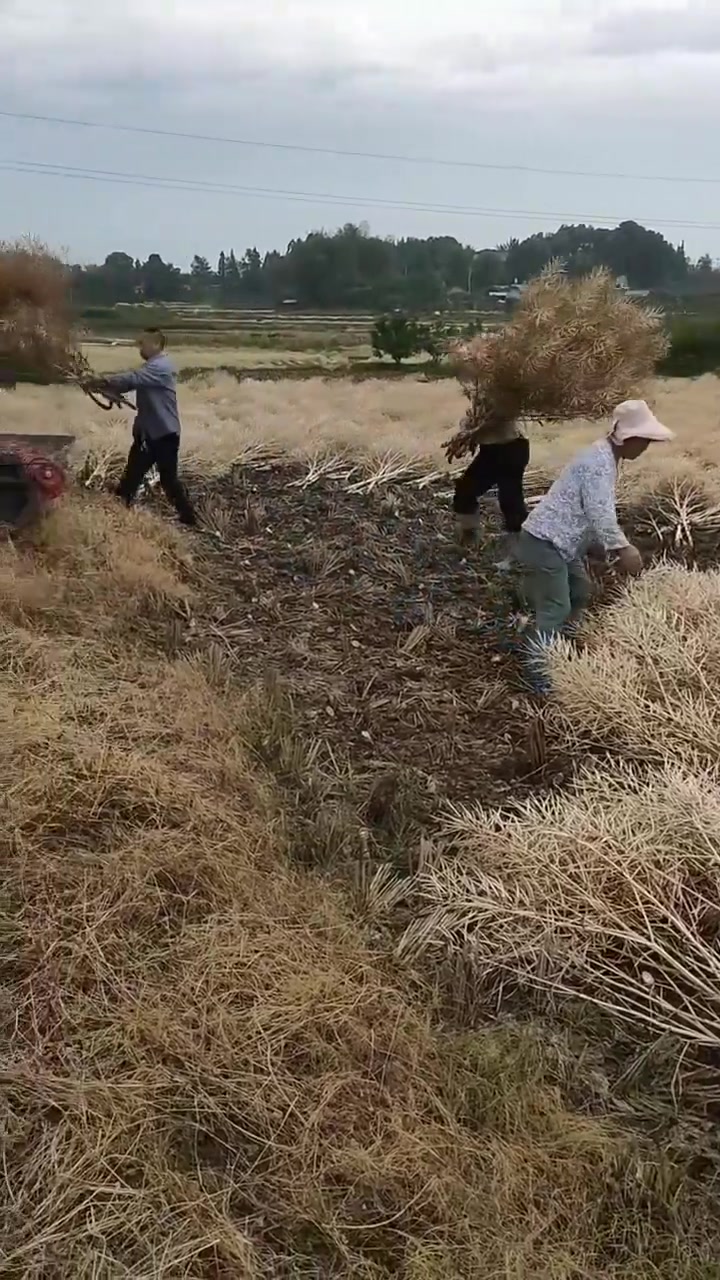 收油菜籽的机器