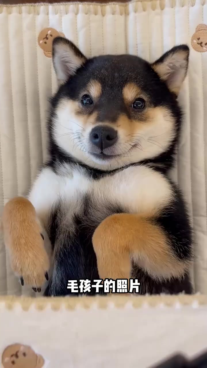 盘点各个国家的土狗 萌宠出道计划 狗狗