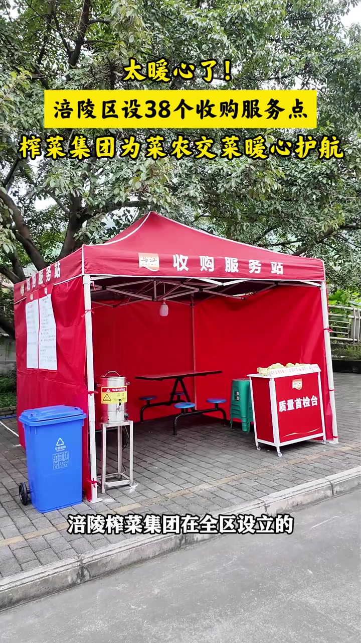 暖心又到位「666」全区设38个收购服务点「庆祝」为菜农便捷交菜保驾护航 38个青菜头收购