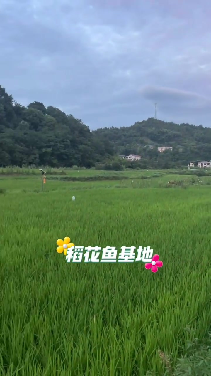 今天稻花鱼基地，投放鱼苗啦