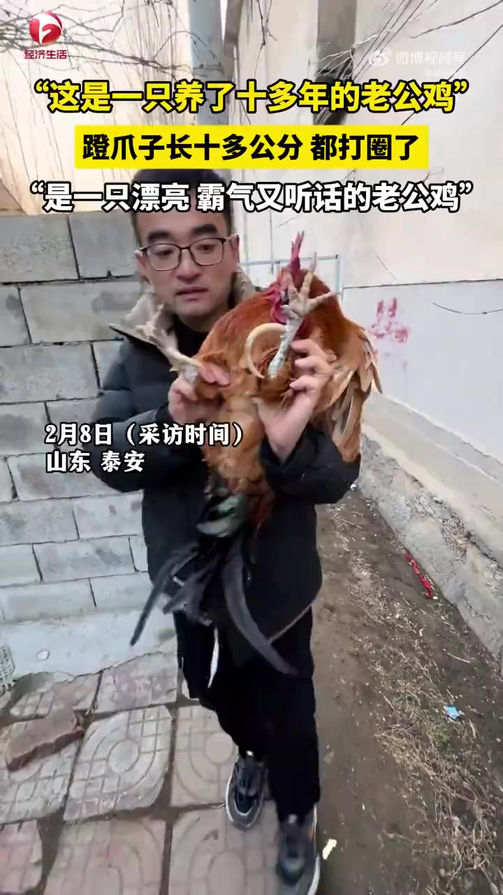 2月8日(采访时间),山东泰安。一名博主分享了一只养了十多年的老公鸡,这只公鸡模样非常漂亮
