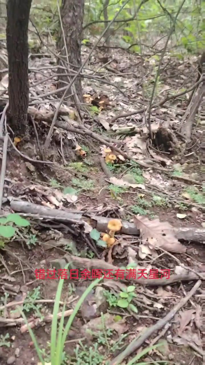 味美鲜香的臻蘑令人垂涎！