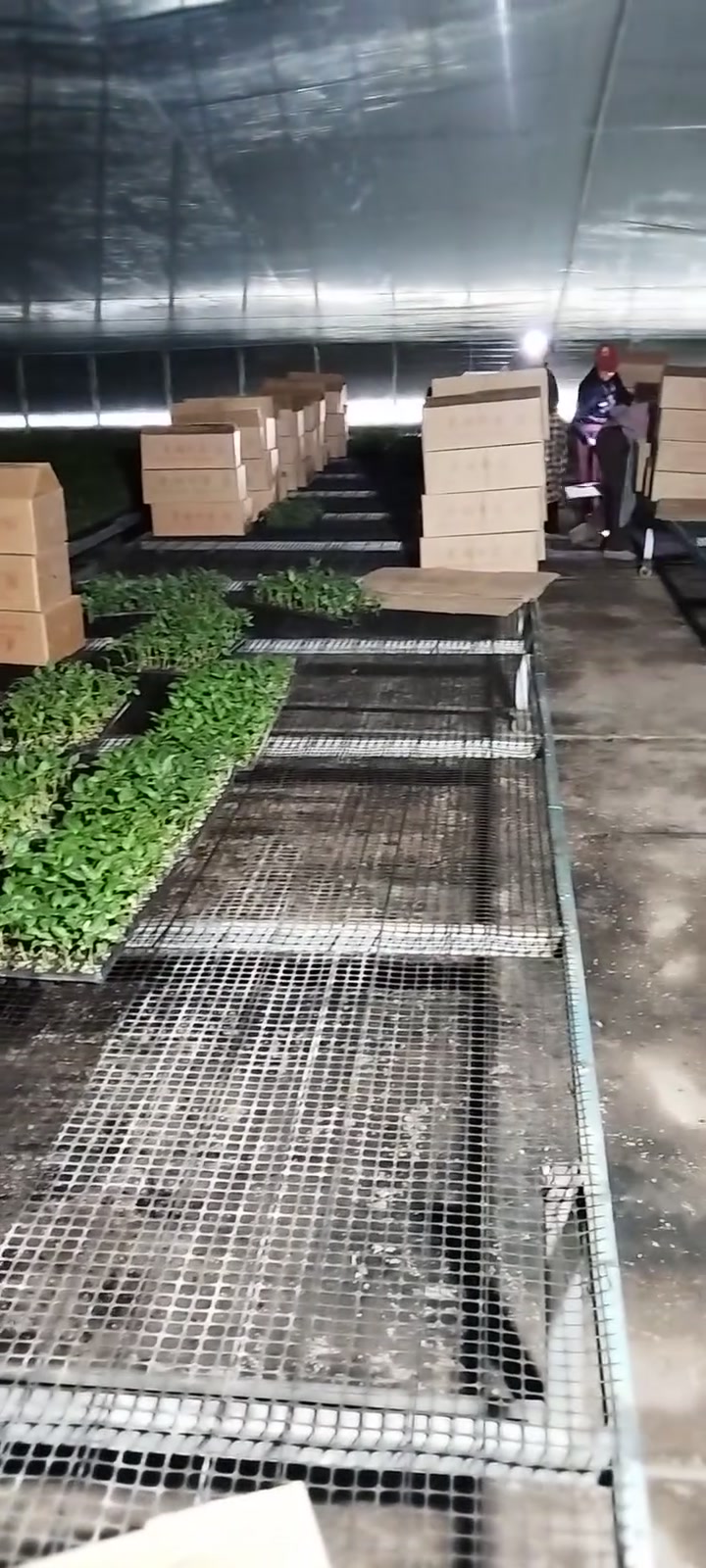 绿色蔬菜种植基地