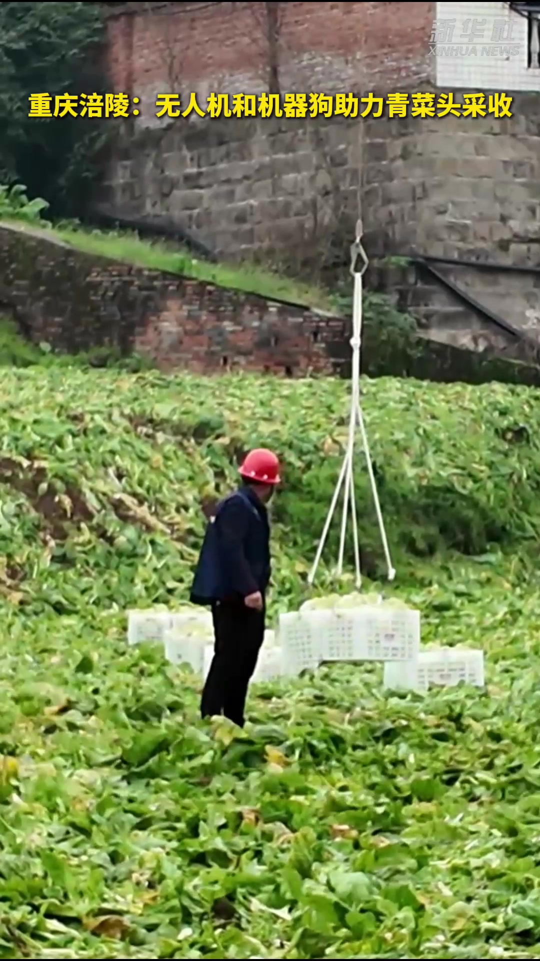 秀我中国|重庆涪陵:无人机和机器狗助力青菜头采收