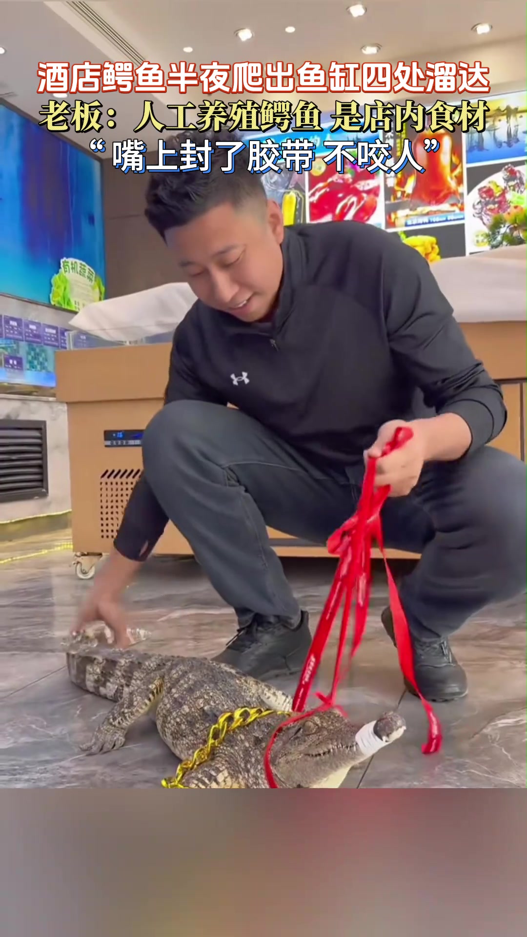 酒店鳄鱼半夜爬出鱼缸四处溜达,老板:人工养殖鳄鱼,是店内食材