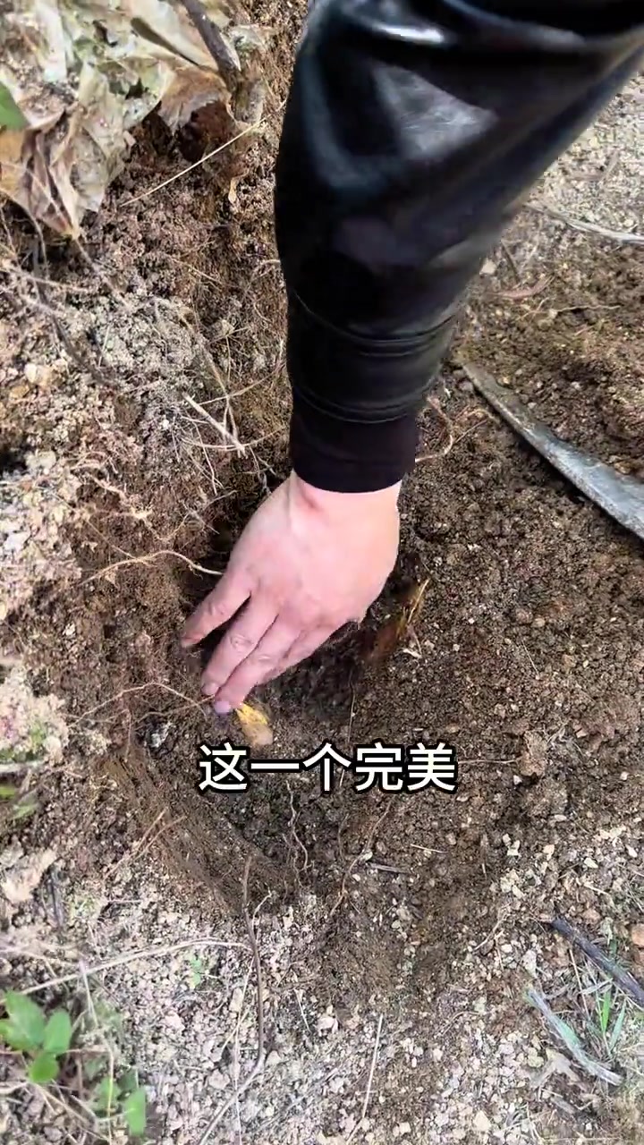 帮爷爷处理菜园泛滥的笋