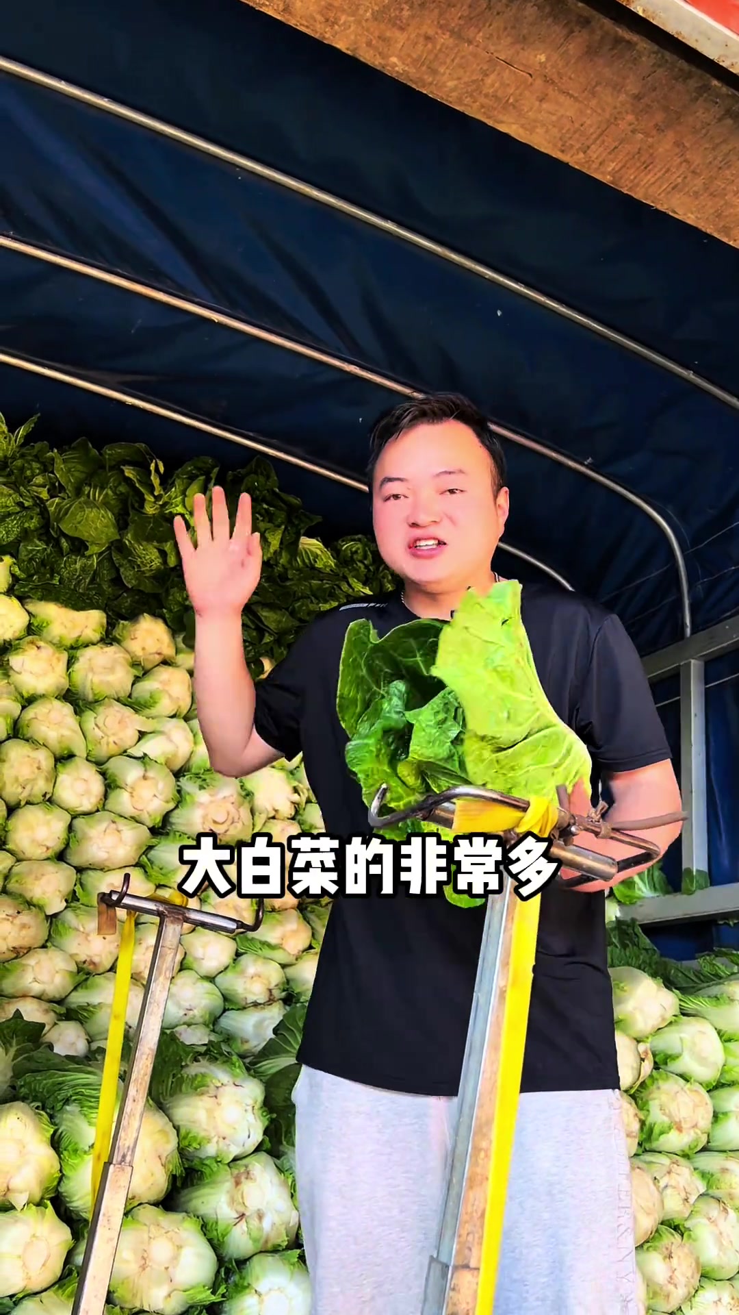 云南蔬菜行情起伏不定，大白菜、铁头莲白直接烂市，产能过剩，没有市场，没有价格