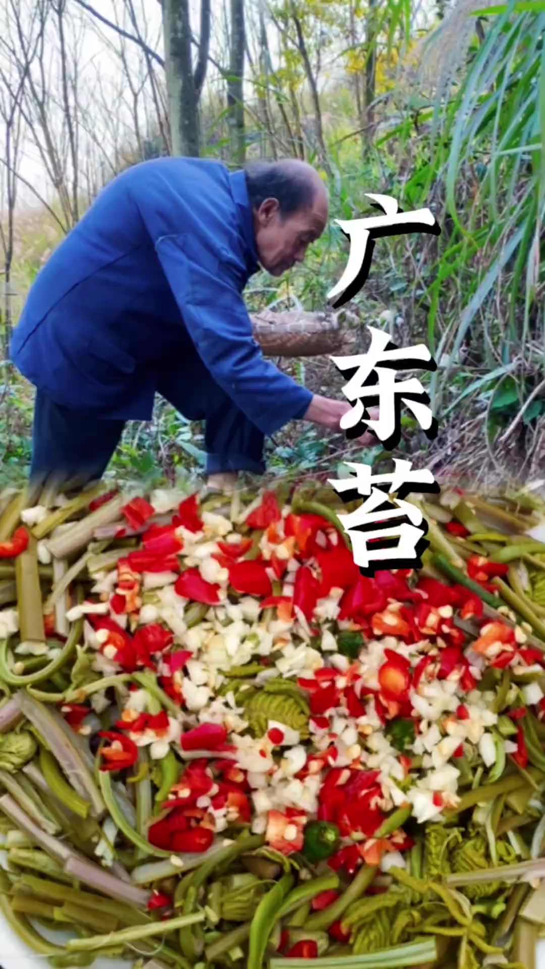 比蕨菜口感更好的蕨类野菜,满山都是,但为什么四川的也叫它广东苔?……