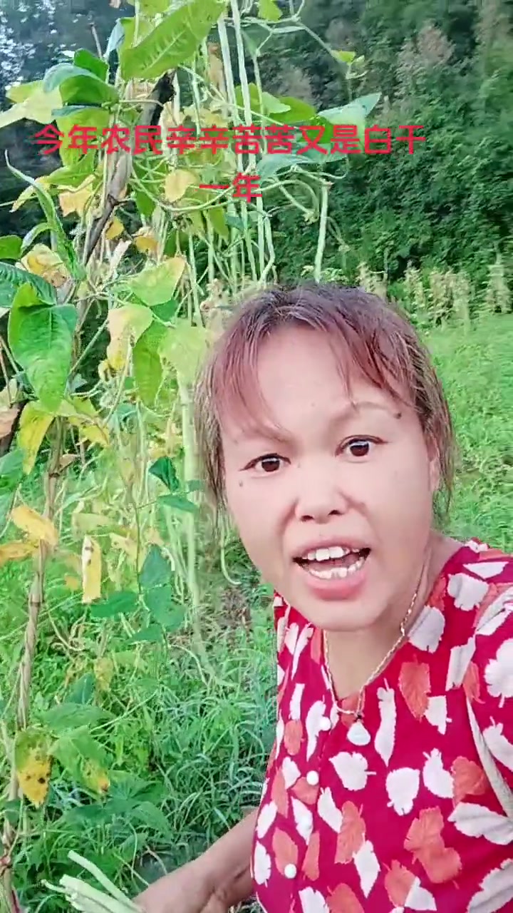 自己种的纯天然绿色蔬菜，这就是农村的生活，新的一天新的心情，美丽的家乡田园风光