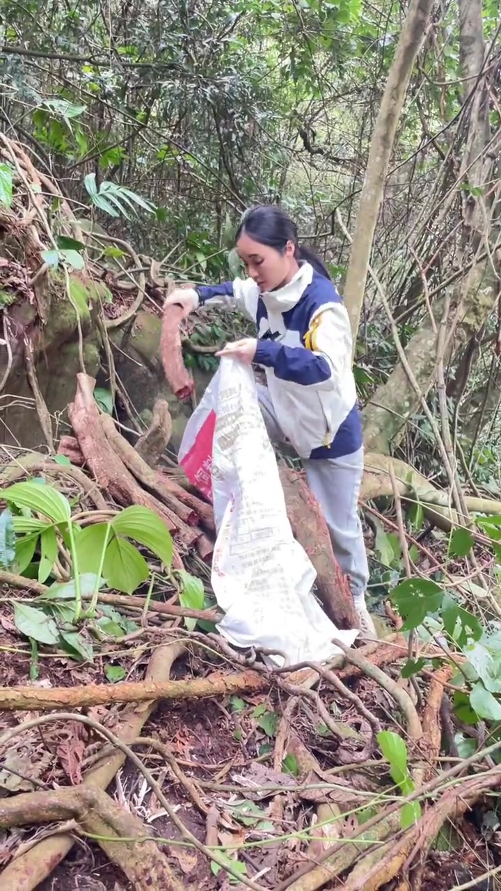 这种野生的鸡血藤拿来煲汤好处多多