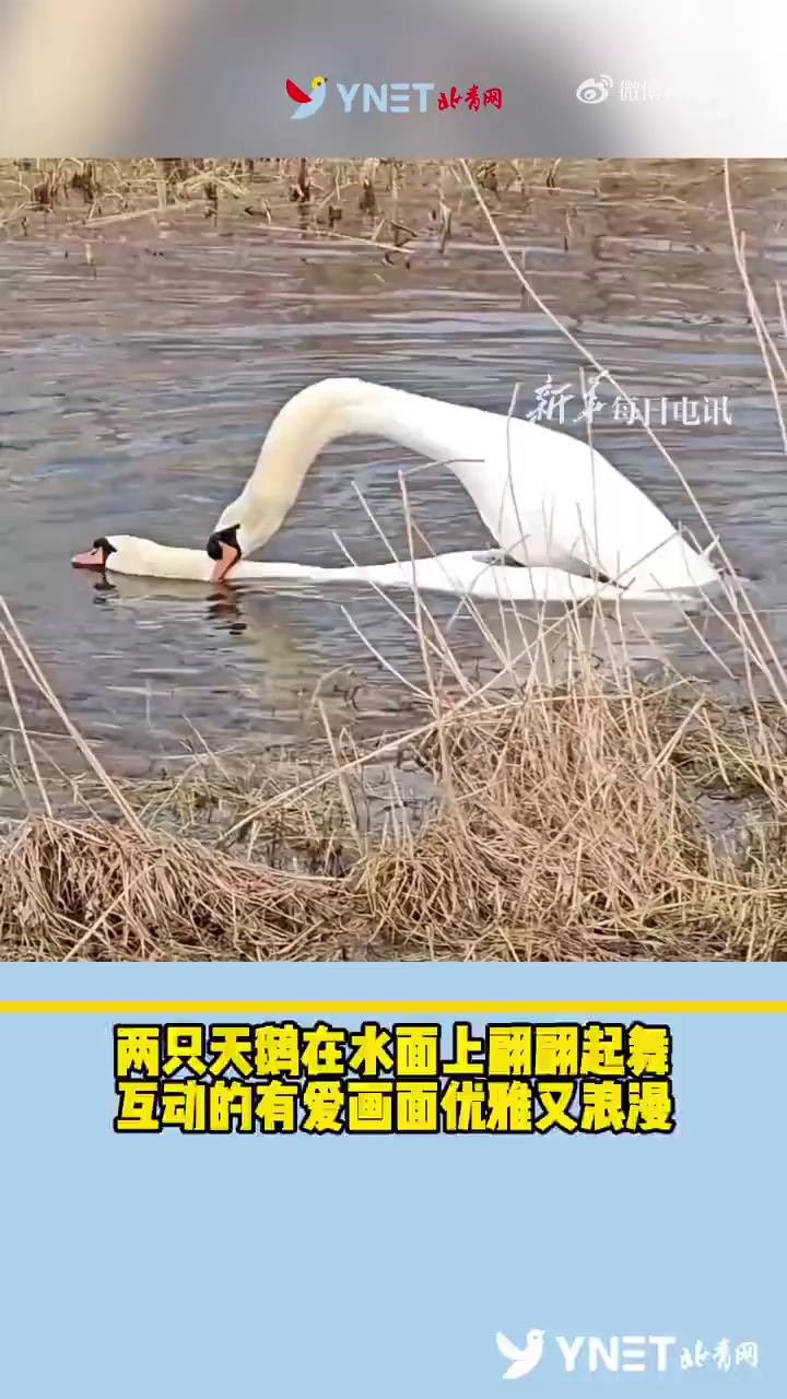 两只天鹅在水面上翩翩起舞，互动的有爱画面优雅又浪漫