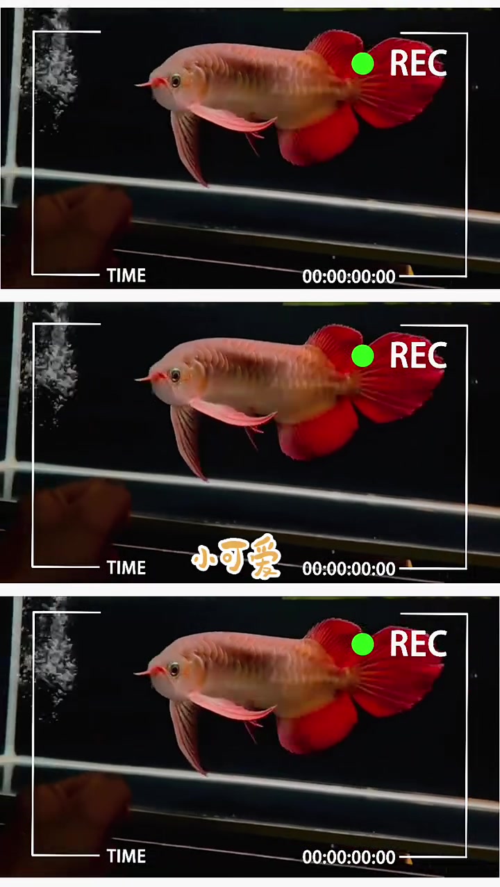 大湖的红龙鱼