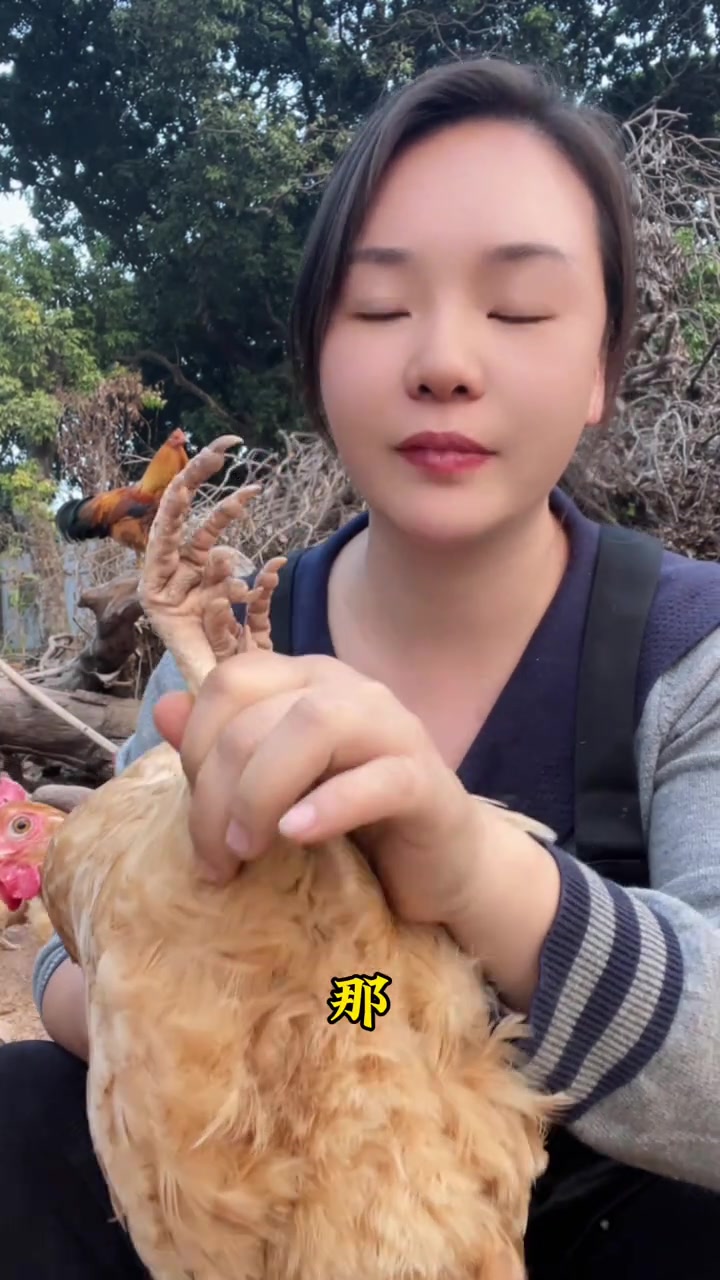 如何辨别真正的散养土鸡？湖南