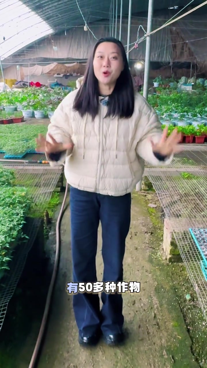 盆栽蔬菜大合集,潍坊寿光农业新亮点