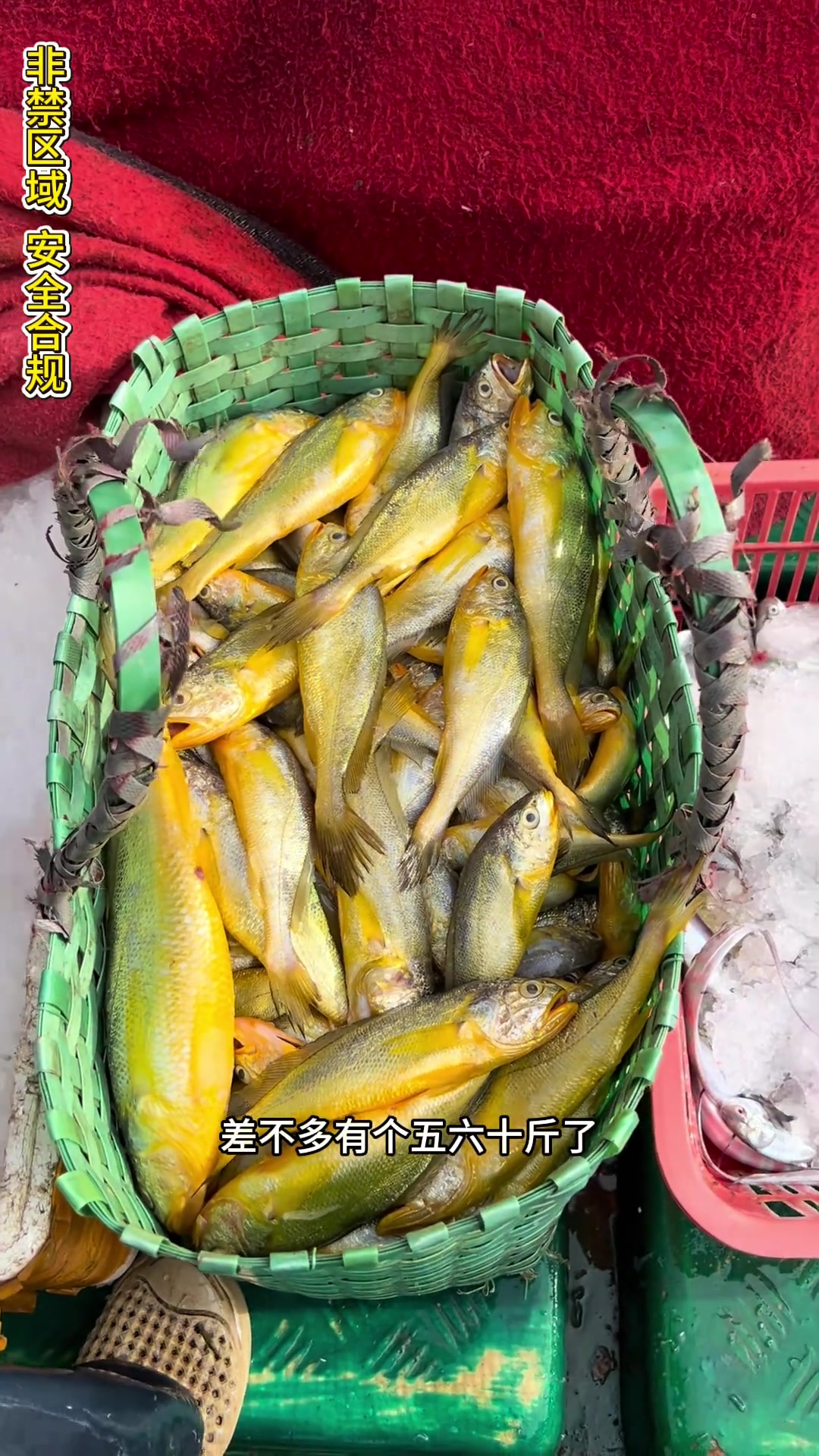 佛山金老板包船捕鱼，黄花鱼大爆网，这波值不值？