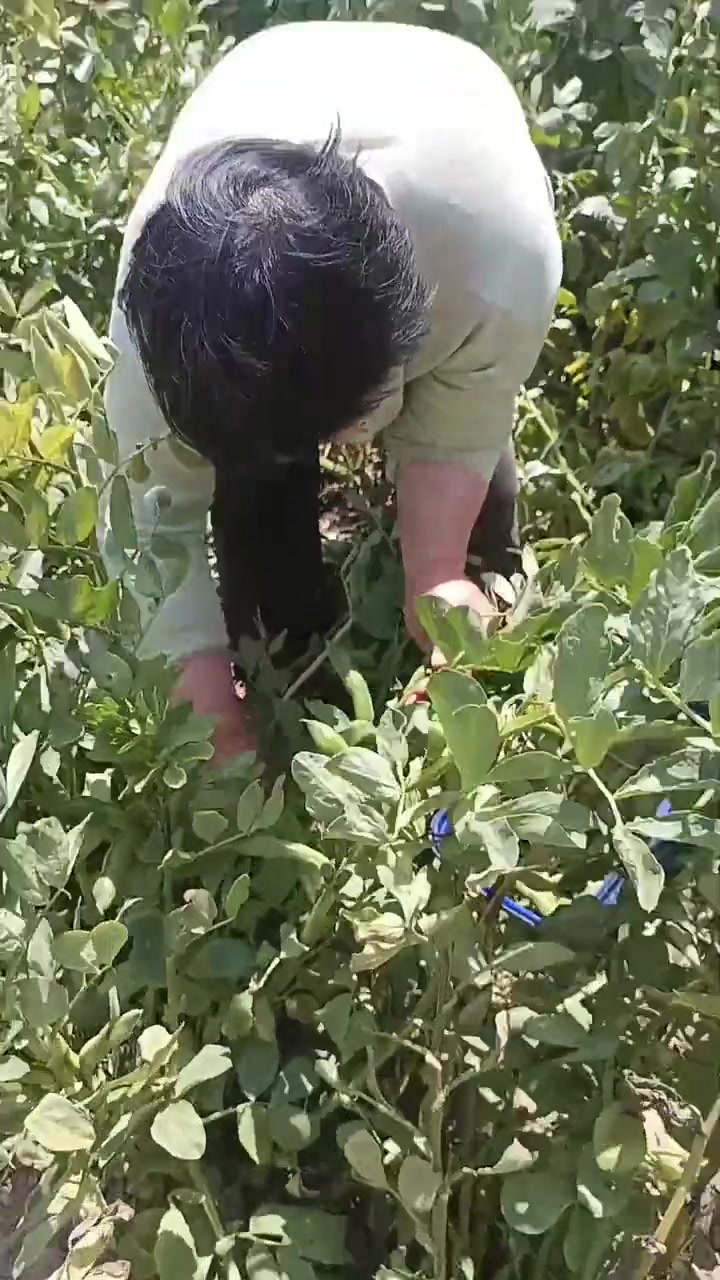 老爸炒花生玉米去午睡，老妈在屋后摘蚕豆带回家，都是自家土特产
