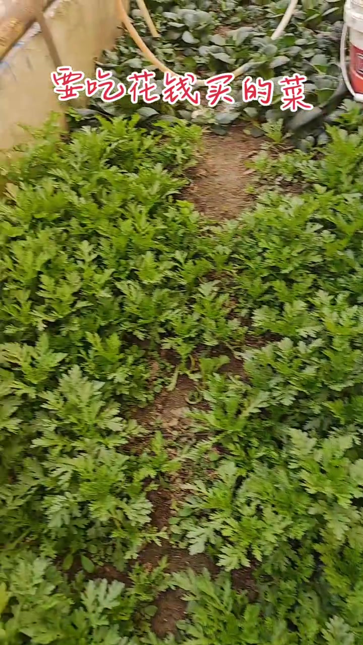 这好的青菜不吃给小鸡吃.纯肉食动物