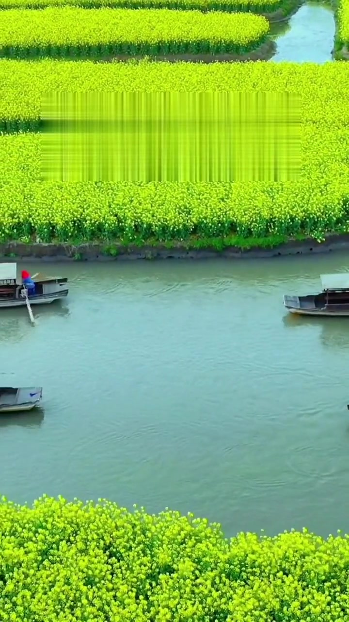 中国兴化千岛菜花绽放千垛菜花风景区