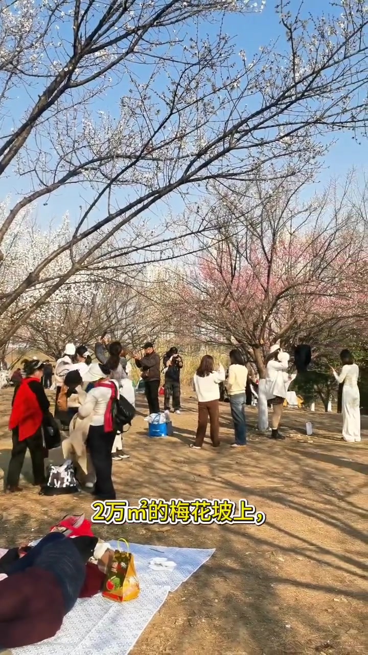 梅花樱花，哪个更好看？武汉的市花是梅花，你知道吗？