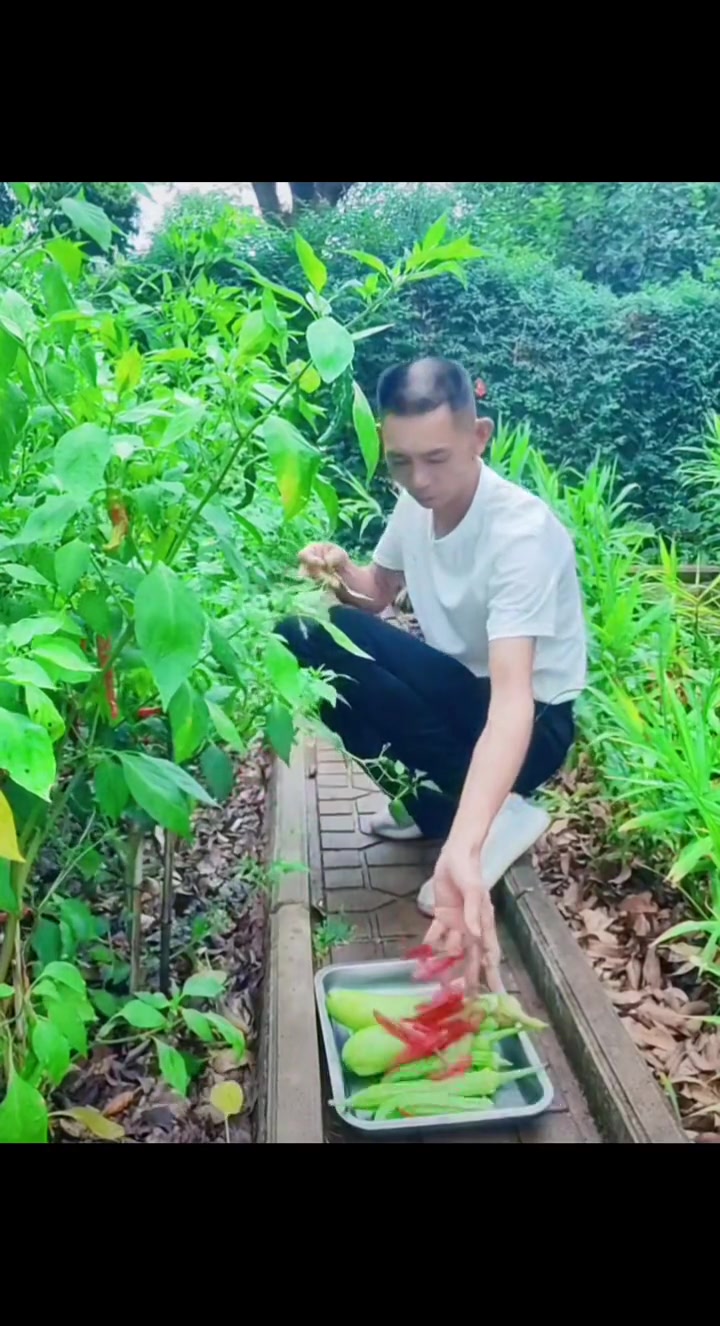 农村菜园真实视频。早安~谢谢