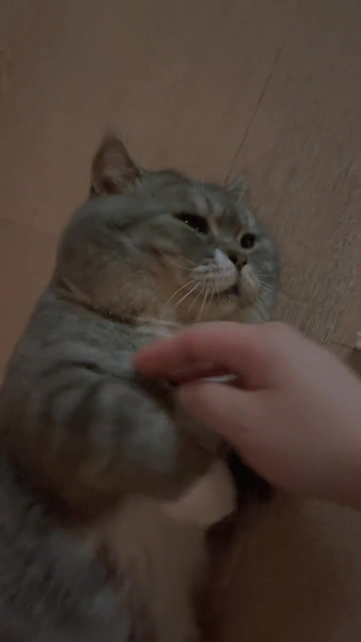 大块蛋糕是一只可爱的猫咪