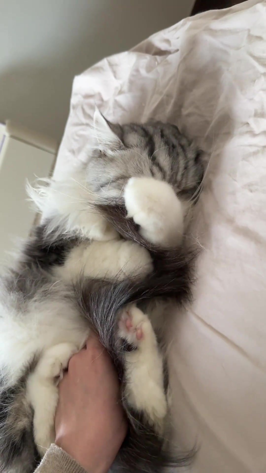 谁出的损招……天天让我抢小猫尾巴