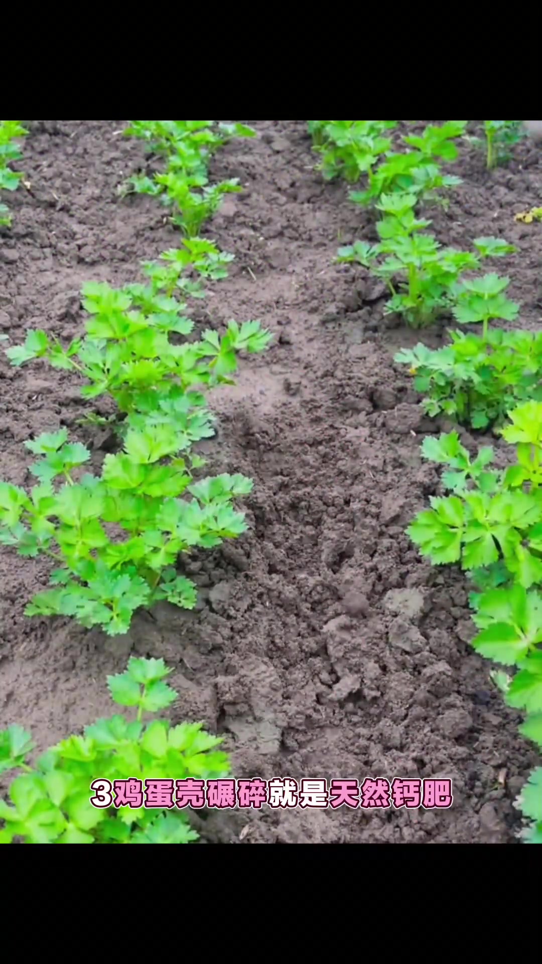 农村种菜小技巧，绿色蔬菜种植知识分享