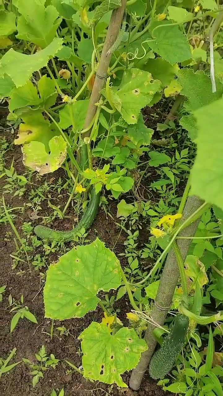 纯绿色无公害水果蔬菜