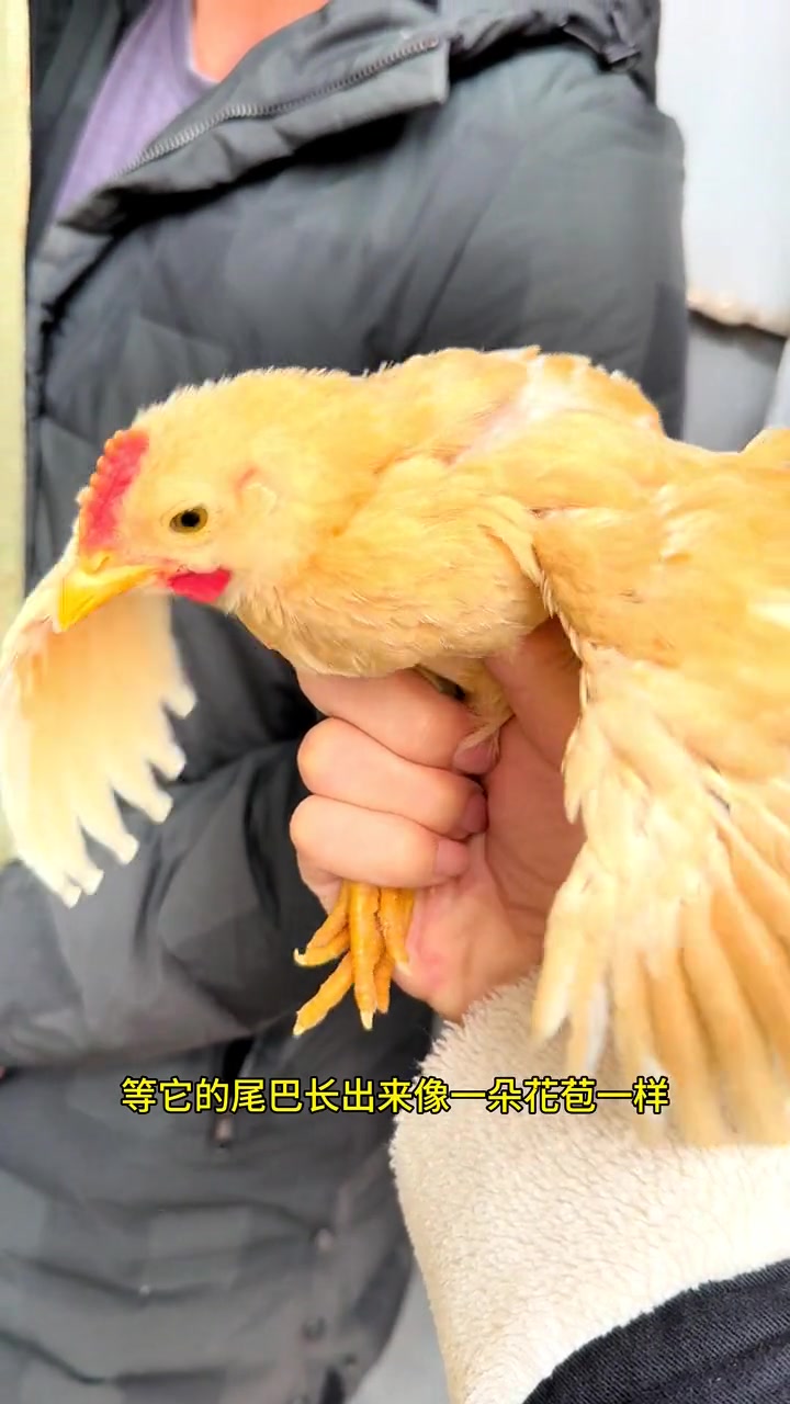 金色大公鸡,小时候也是纯黄色的!