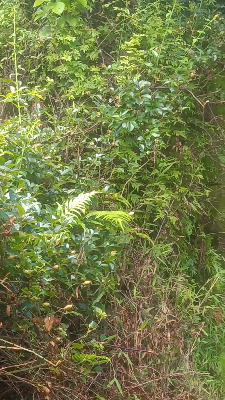 有谁知道这是什么果子啊