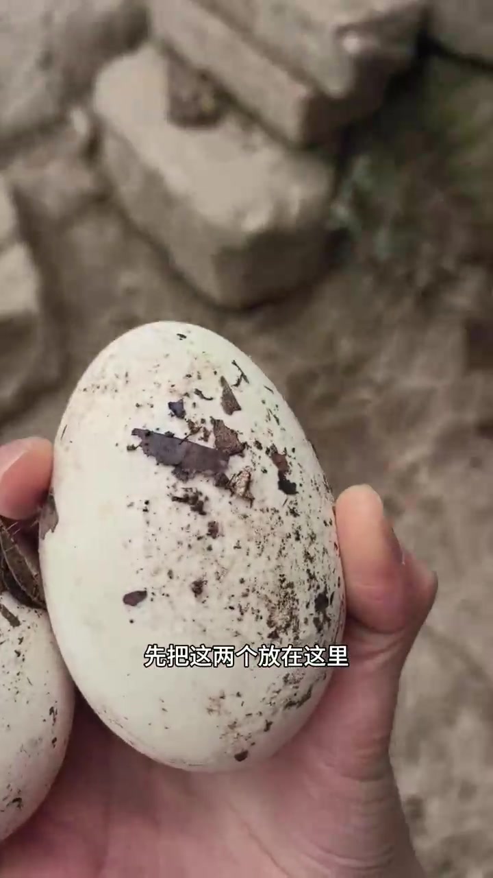回家最开心的事莫过于捡鹅蛋!