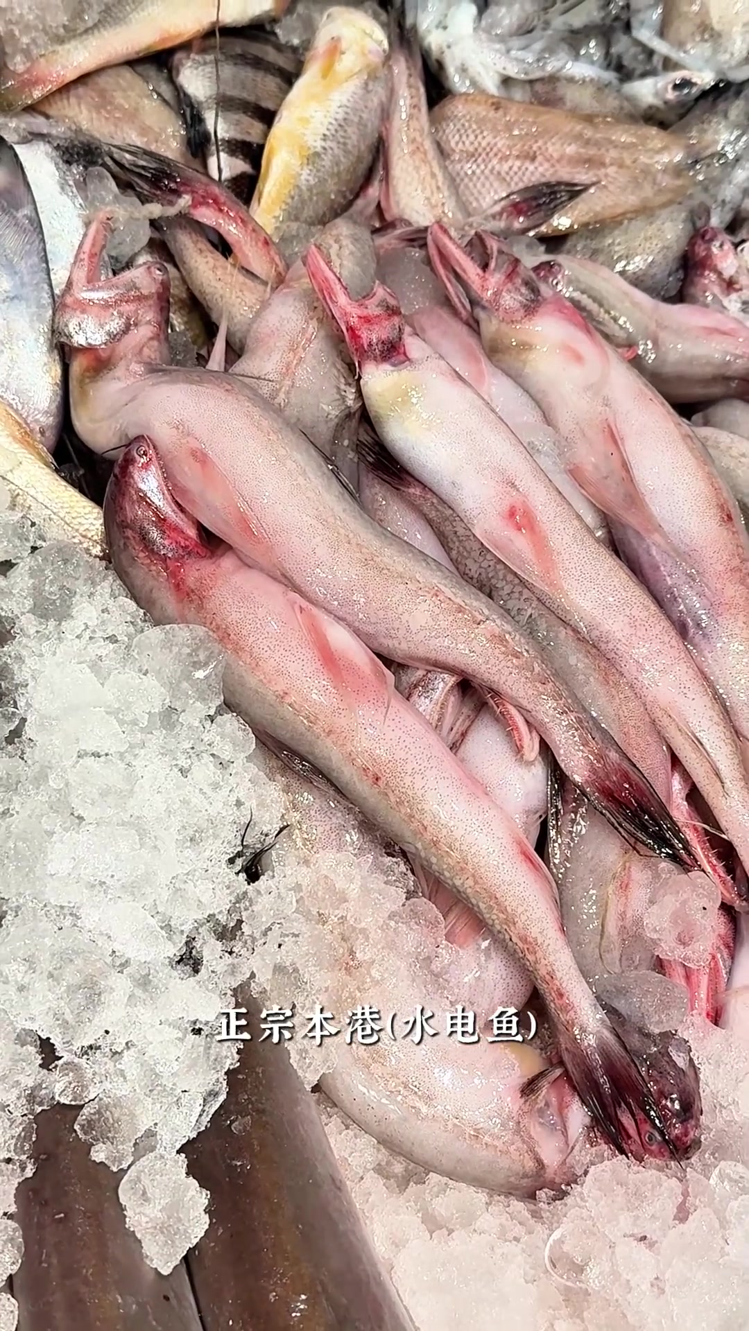 二月海鲜吃什么？老陈推荐福州美食！