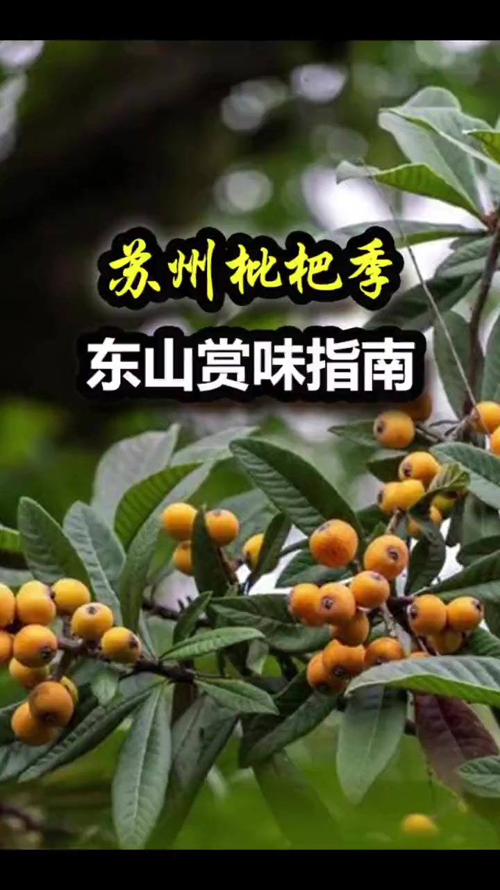 苏州东山枇杷赏味指南