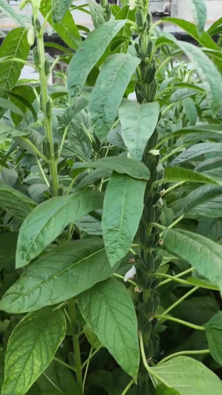 蔬菜种植管理技术