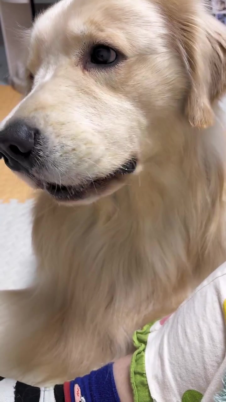 小狗吧唧嘴真的太耐人了 被酸的只吐舌头 哪来这么馋的小狗 只要是吃的啥都要吃