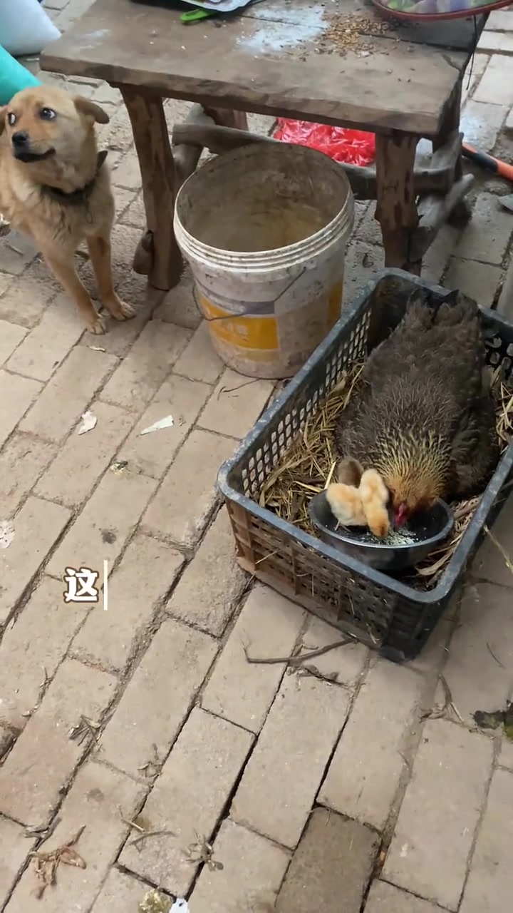 养鸡，农家自孵小鸡你们成功率有多高？
