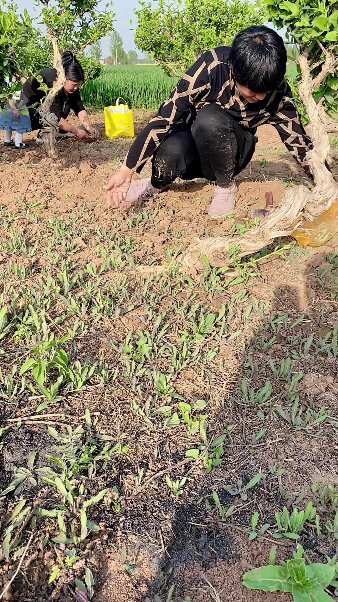 田间地头挖野菜，这么远去北京寻找春天的味道